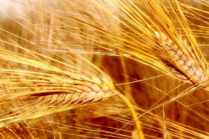 granele-rusesti-la-cel-mai-mare-pret-din-epoca-post-sovietica