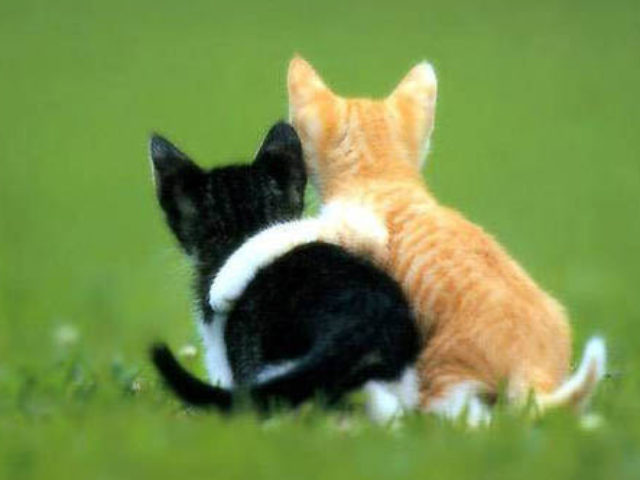 felicitari-online-cel_mai_bun_prieten-1469