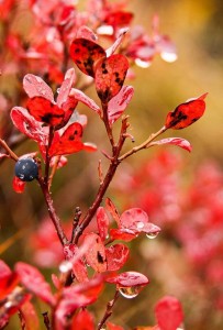 14853_589740624444001_909736707_n