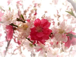 1653905_224014524470127_533269529_n