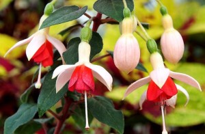 1237165_237231116461090_285184882_n