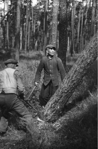 Mark Brandeburg, Holzfäller bei der Arbeit