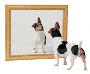 dog-mirror1