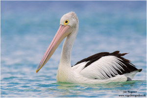 216600_Australian_Pelican_0001