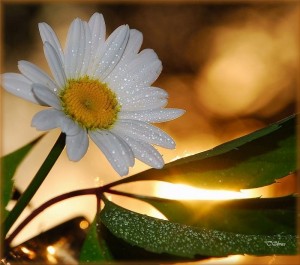 omul-frumos-3_1816f8af3f9397