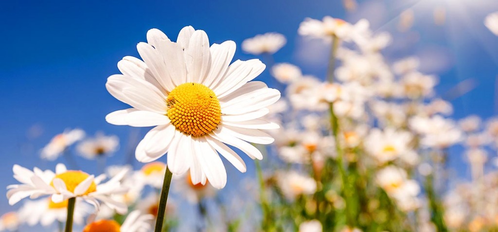 6928-most-beautiful-daisy-flowers