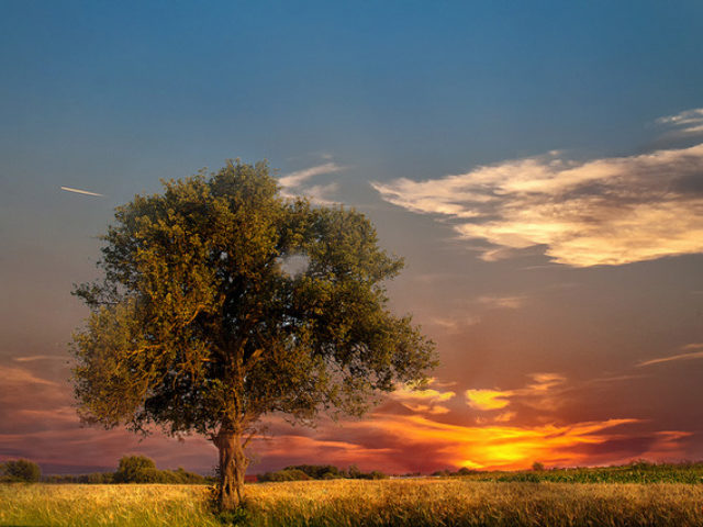 copacul-singuratic-49006-l