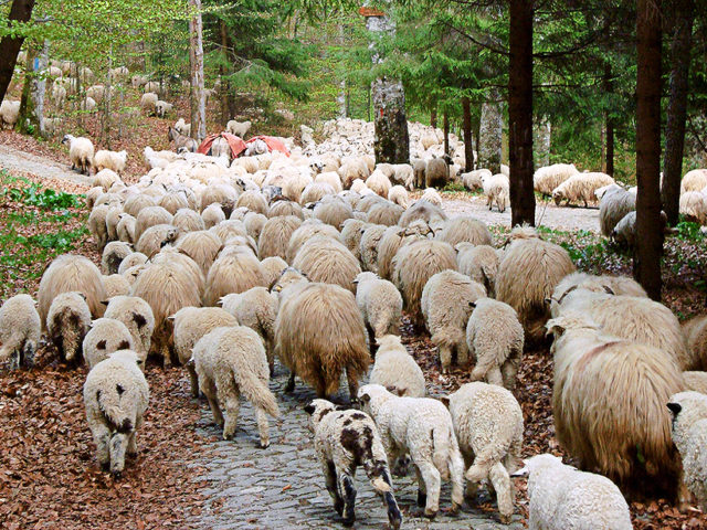 mari-oile-la-reflux-in-apropiere-de-sinaia