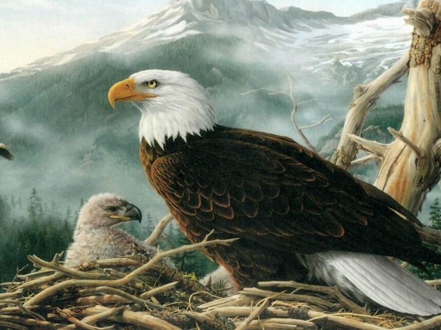 poze-avatar-cu-animale-amuzante-imagini-dragute-cu-animale-frumoase-fotografii-haioase-cu-animale-adorabile-vultur-1