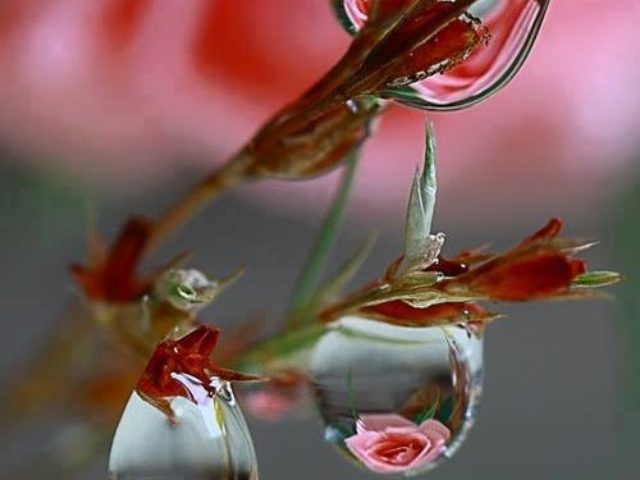 1620426_654576034579729_1325522405_n