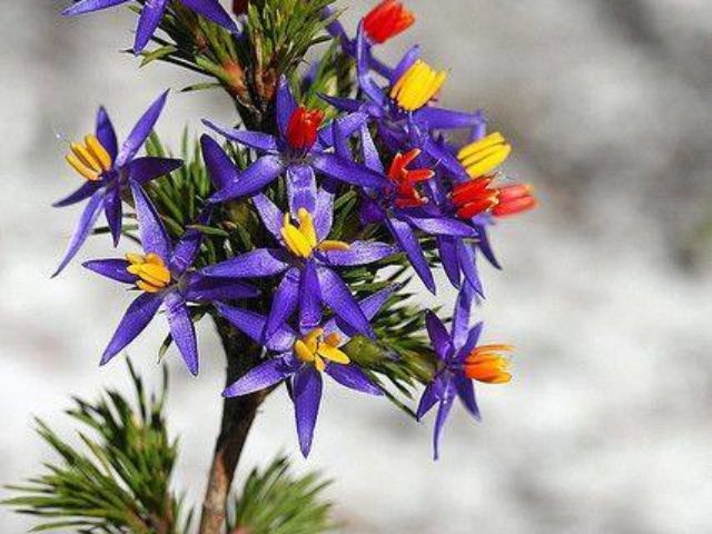 1891210_259657597542475_546036252_n