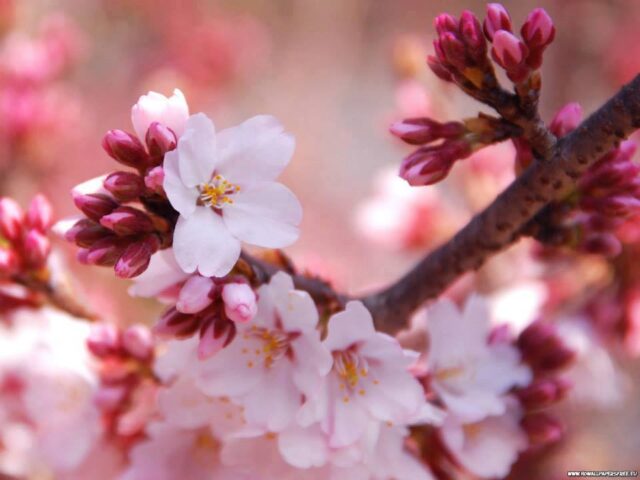 1911653_601981896539379_1054176180_n