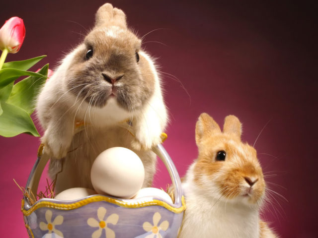 Easter_Sunday_bunny
