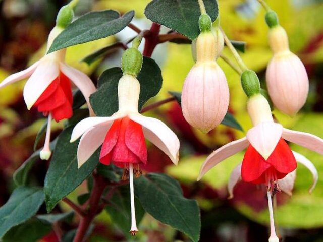 1237165_237231116461090_285184882_n