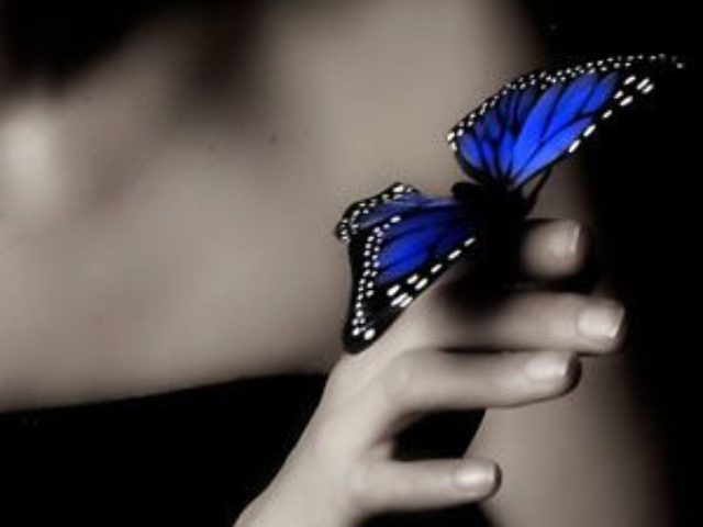 fluture-albastru