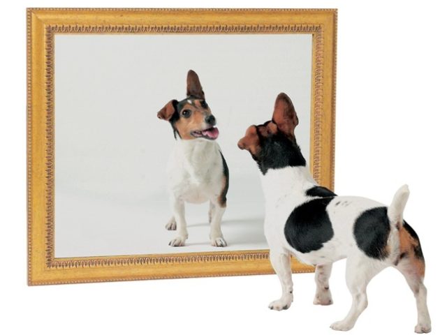 dog-mirror1