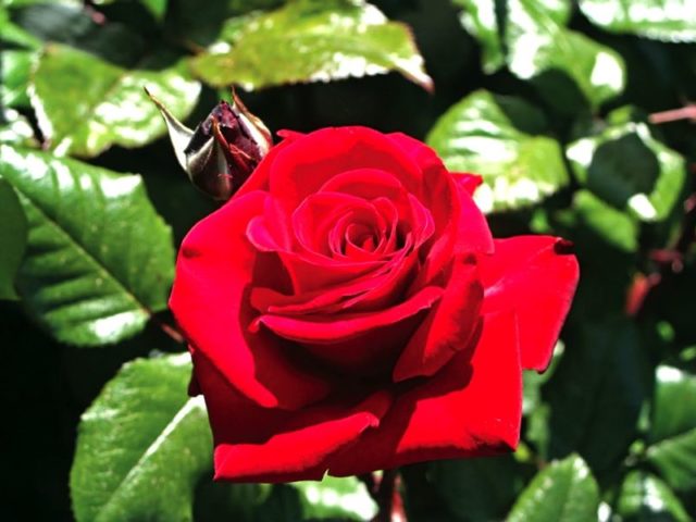 Parsons-MotherPic-RGB