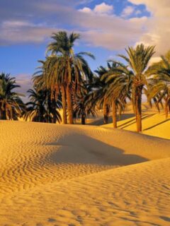 desert-palms