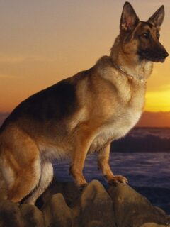 10088356_caini-lupi-wallpapers-poze-catei-dogs-wallpapers_9944
