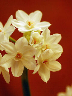 60-beautiful-flower-pictures-2