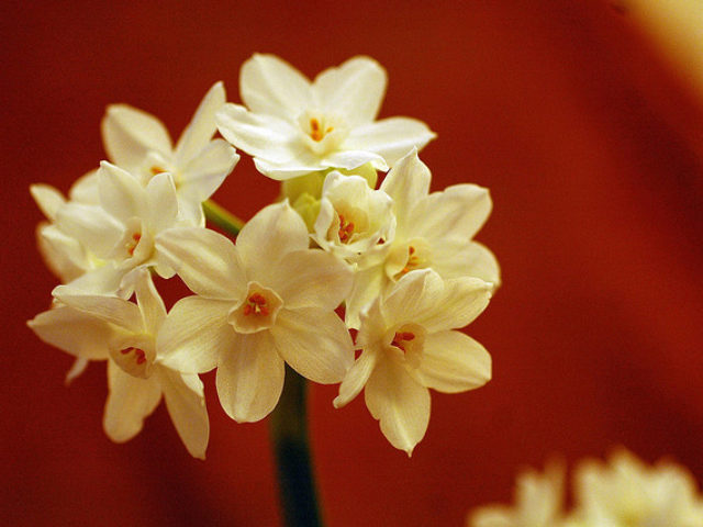 60-beautiful-flower-pictures-2