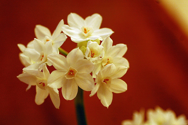 60-beautiful-flower-pictures-2