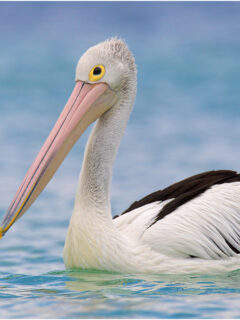 216600_Australian_Pelican_0001
