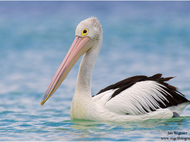 216600_Australian_Pelican_0001