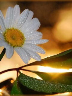 omul-frumos-3_1816f8af3f9397