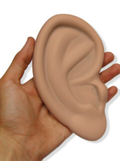 1034_image4_ear_in_hand_lowres