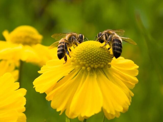 albina_shutterstock_22647070_0b514285af