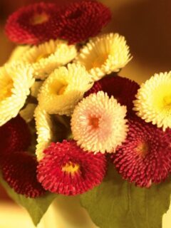 extraordinary-flowers-hd-photo-bouquet-photograph-desktop-pc-wallpaper-terrific-floral-wallpaper-tumblr-