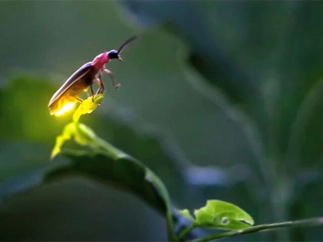 iao_20130810_304_fireflies