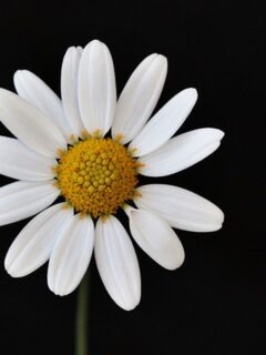 una-flor-margarita-9148