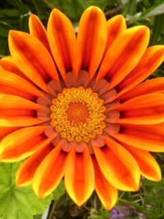 flowers-13