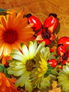 lonely-lovely-flowers-328962