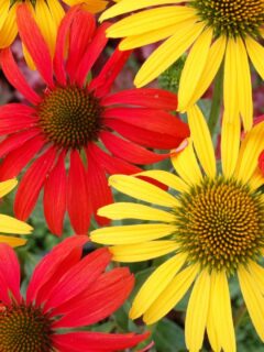 perennial-flowers-14078-14518-hd-wallpapers