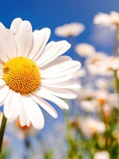 6928-most-beautiful-daisy-flowers