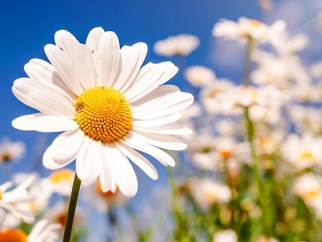 6928-most-beautiful-daisy-flowers