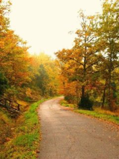 ws_FootPath_Through_Autumn_Forest_1440x900
