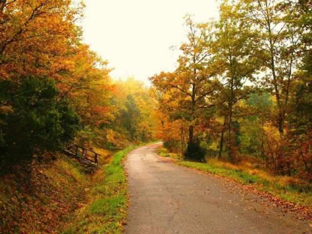 ws_FootPath_Through_Autumn_Forest_1440x900