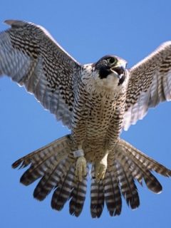Peregrine-falcon