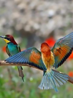 fbd43e78800be642a53acd63eb6bbb6b--exotic-birds-colorful-birds