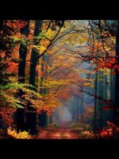 Pachelbel – Forest Garden (Album)
