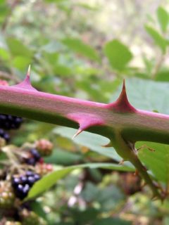 Spines_on_blackberry