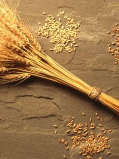 soiuri-de-grau-produse-la-martonvasar-din-ungaria.jpg
