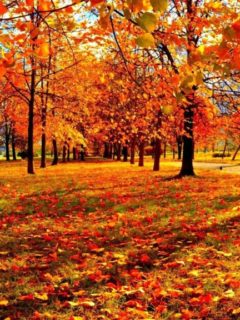 nature beautiful forest fall river autumn wallpapers Inspirational Fall Landscape Wallpaper 48 images