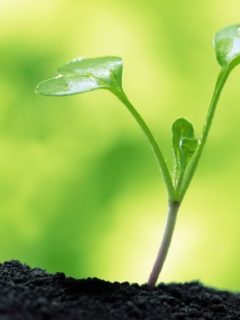 planta1