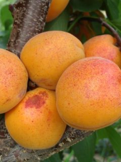 caise-goldrich-foarte-frumoase