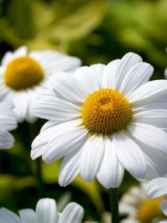 beautiful-friendship-white-yellow-flowers-26